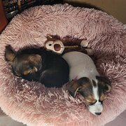 Bonner, Australian Capital Territory, Australia