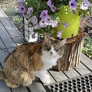 Rosebud, Victoria, Australia