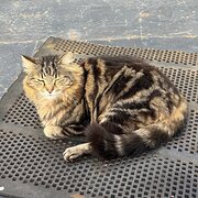 Bassendean, Western Australia, Australia