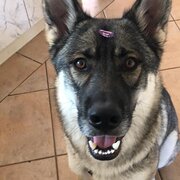 Nicholls, Australian Capital Territory, Australia