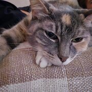 Braddon, Australian Capital Territory, Australia