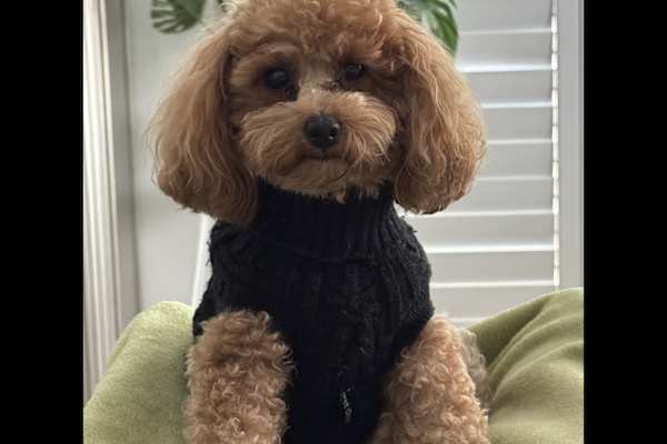 Gold Coast, Queensland, Australia