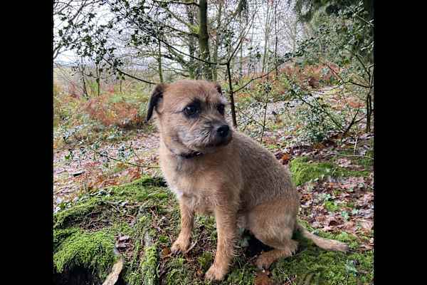 Yelverton, England, United Kingdom