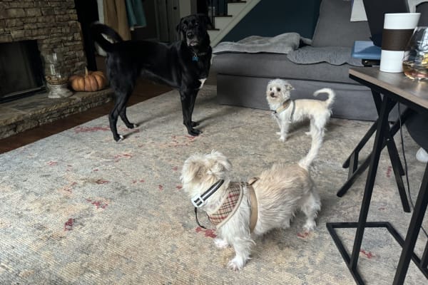 Suwanee, Georgia, United States