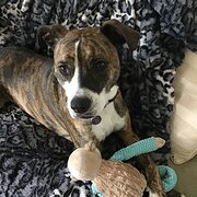 Engadine, New South Wales, Australia