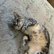 South Yarra, Victoria, Australia