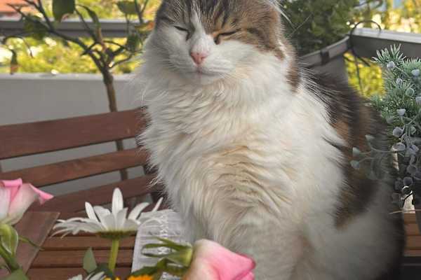 Genève, Geneva, Switzerland