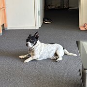 Franklin, Australian Capital Territory, Australia