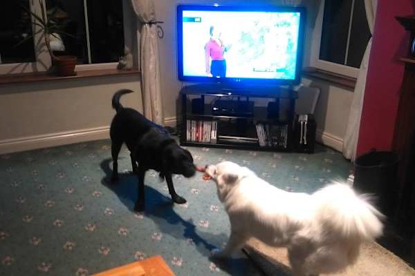 Gaillimh, Connaught, Ireland