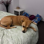 Mawson Lakes, South Australia, Australia