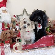 Hazelbrook, New South Wales, Australia