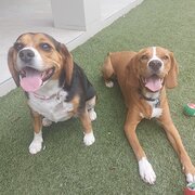 Maudsland, Queensland, Australia