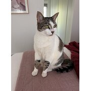 Mt Barker, South Australia, Australia