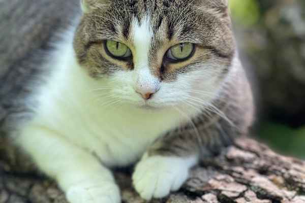 Lexington-Fayette, Kentucky, United States