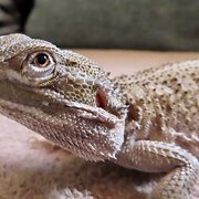 Boyne Island, Queensland, Australia