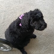 Waverley, Tasmania, Australia