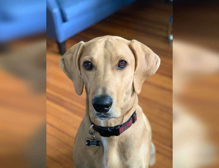 Del Ray, Virginia, United States