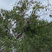 Cashmere, Queensland, Australia