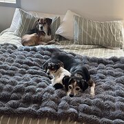 Geeveston, Tasmania, Australia