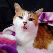 George Town, Tasmania, Australia