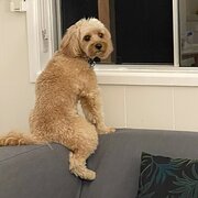 Pacific Paradise, Sunshine Coast, Queensland, Australia