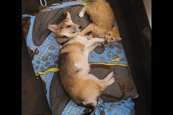 Mallow, Munster, Ireland