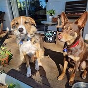 Woombye, Queensland, Australia