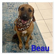 Wakerley, Queensland, Australia