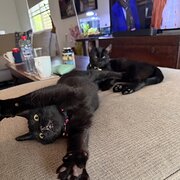 Holland Park, Queensland, Australia