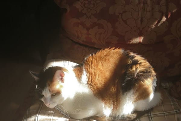 Wattwil, Saint Gallen, Switzerland