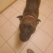 Belgrave South, Victoria, Australia