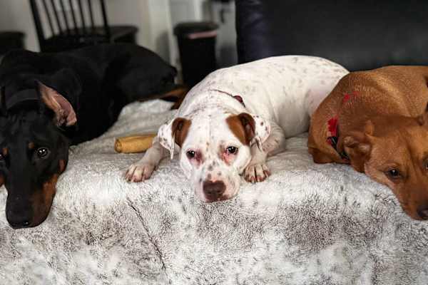 Trenton, New Jersey, United States