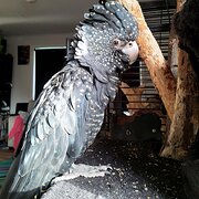 Ranelagh, Tasmania, Australia