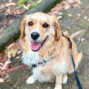 Belrose, New South Wales, Australia