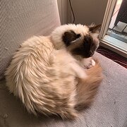 Carnegie, Victoria, Australia