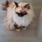 Caboolture South, Queensland, Australia