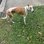 Pie Creek, Queensland, Australia