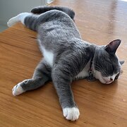 Tanunda, South Australia, Australia