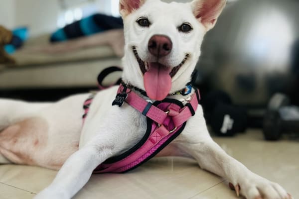 Canggu, Lampung, Indonesia