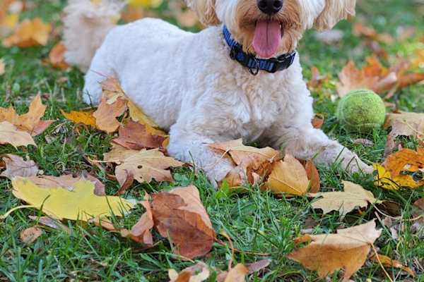 Pardubice, Pardubicky, Czech Republic