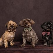 Jerrabomberra, Australian Capital Territory, Australia