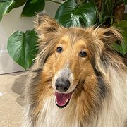 Hambledon, South East England, UK