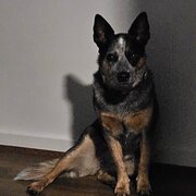 Peterhead, South Australia, Australia