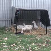 Swan Reach, South Australia, Australia