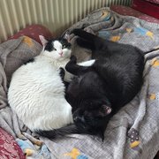 Cambridge, East of England, UK