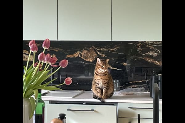 Berlin, Berlin, Germany