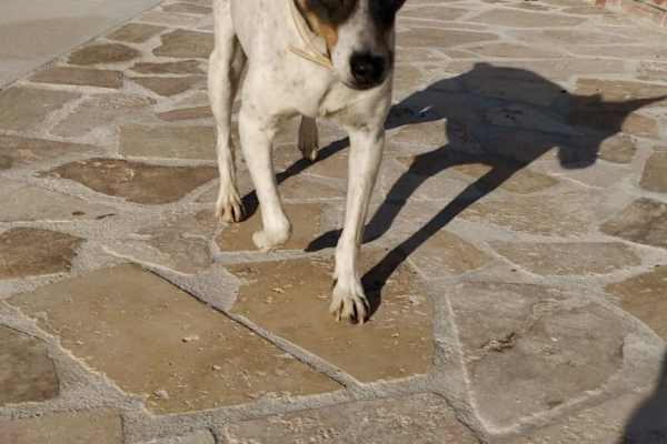 Rastede, Lower Saxony, Germany