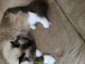 Suburban on a lake, West Lafayette, Tippecanoe, Indiana United States